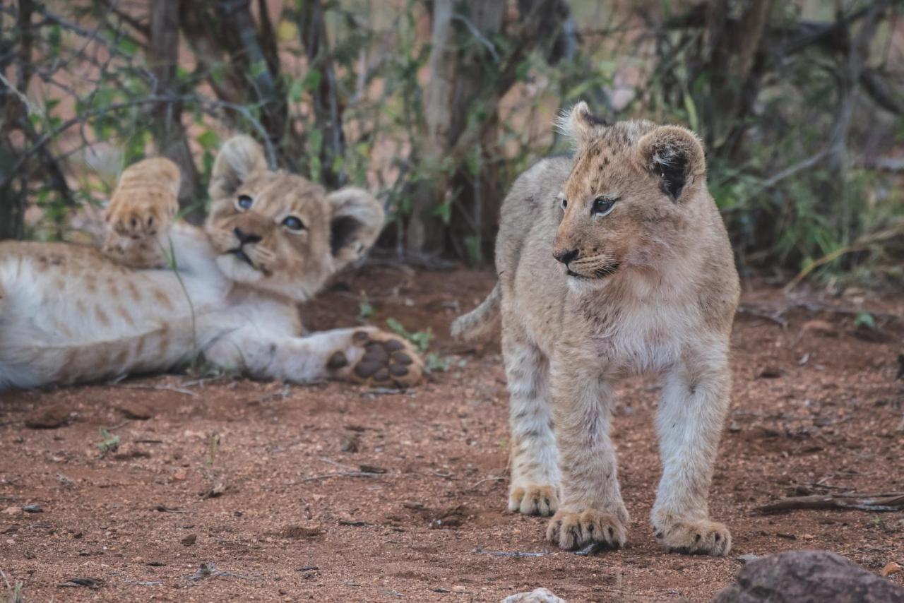 Ku Sungula Safari Lodge Balule Wildreservaat Buitenkant foto