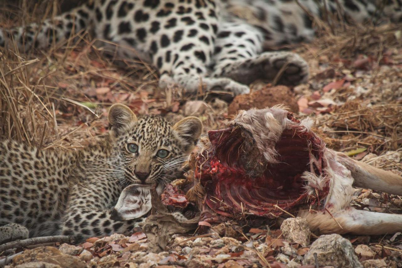 Ku Sungula Safari Lodge Balule Wildreservaat Buitenkant foto