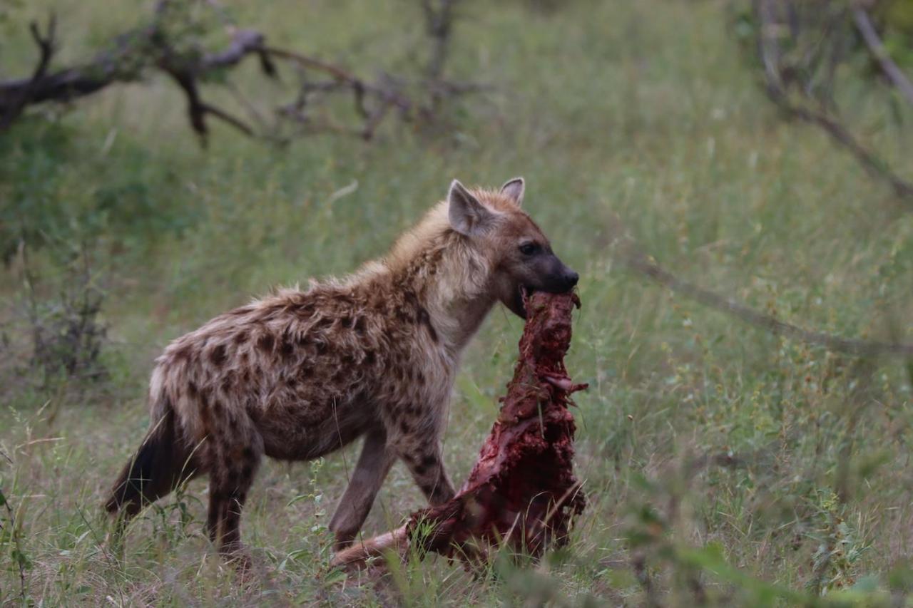 Ku Sungula Safari Lodge Balule Wildreservaat Buitenkant foto