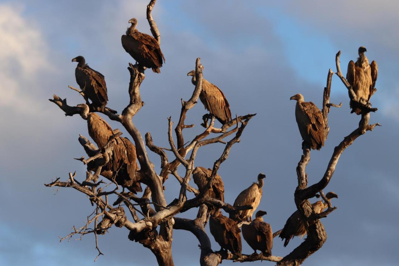 Ku Sungula Safari Lodge Balule Wildreservaat Buitenkant foto