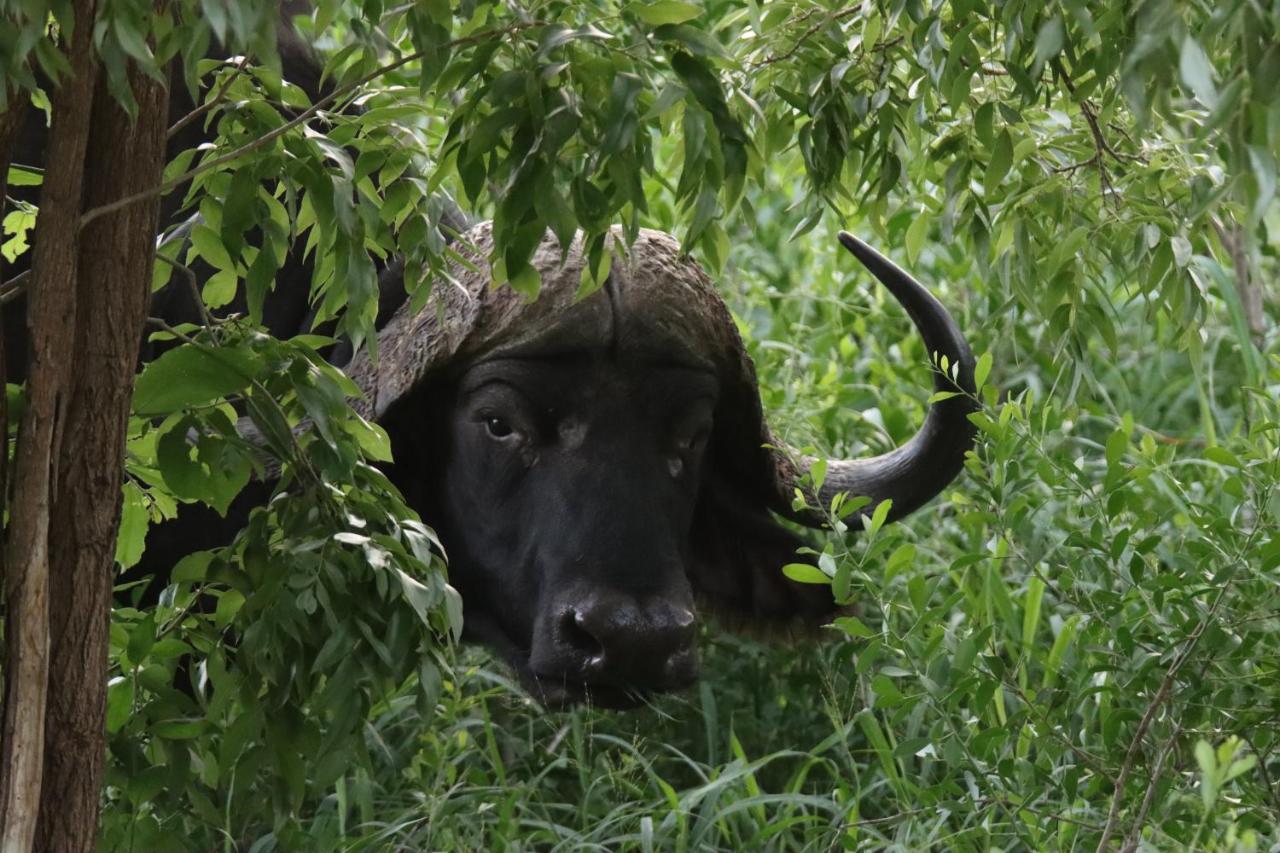 Ku Sungula Safari Lodge Balule Wildreservaat Buitenkant foto