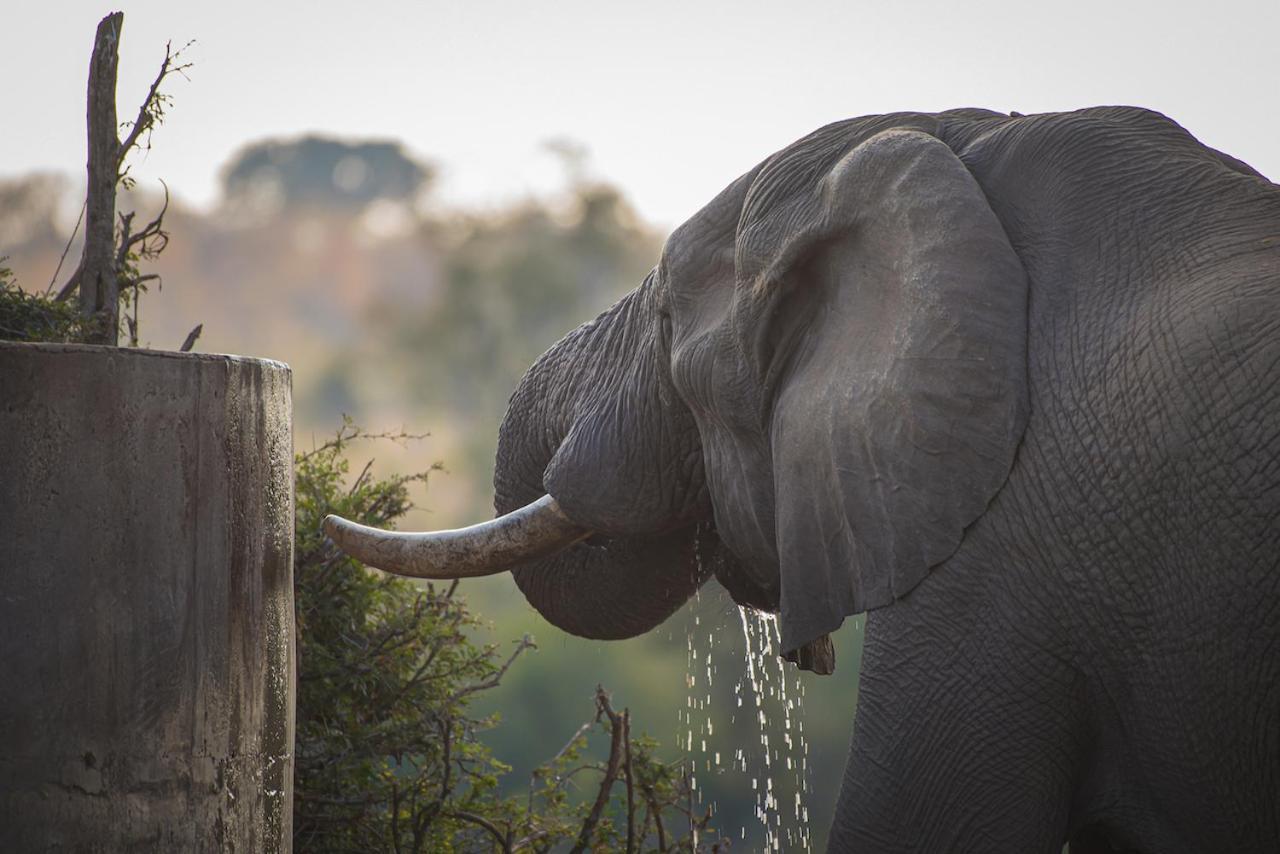 Ku Sungula Safari Lodge Balule Wildreservaat Buitenkant foto