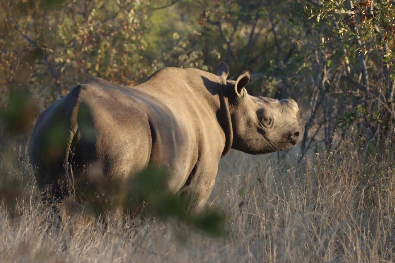 Ku Sungula Safari Lodge Balule Wildreservaat Buitenkant foto