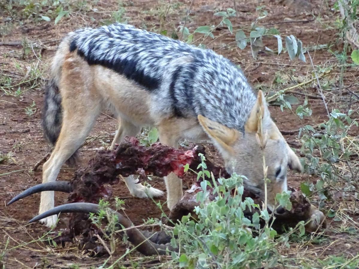 Ku Sungula Safari Lodge Balule Wildreservaat Buitenkant foto