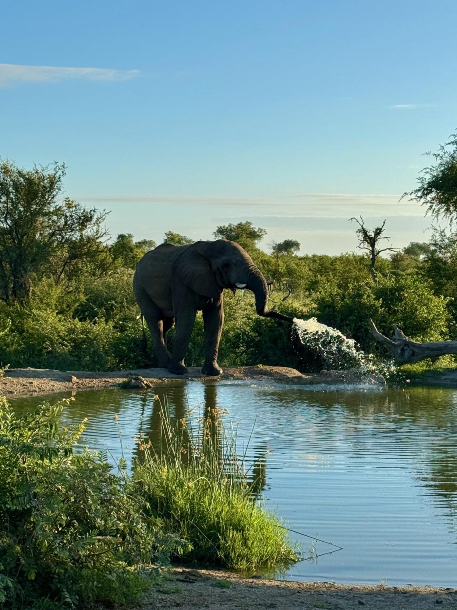 Ku Sungula Safari Lodge Balule Wildreservaat Buitenkant foto