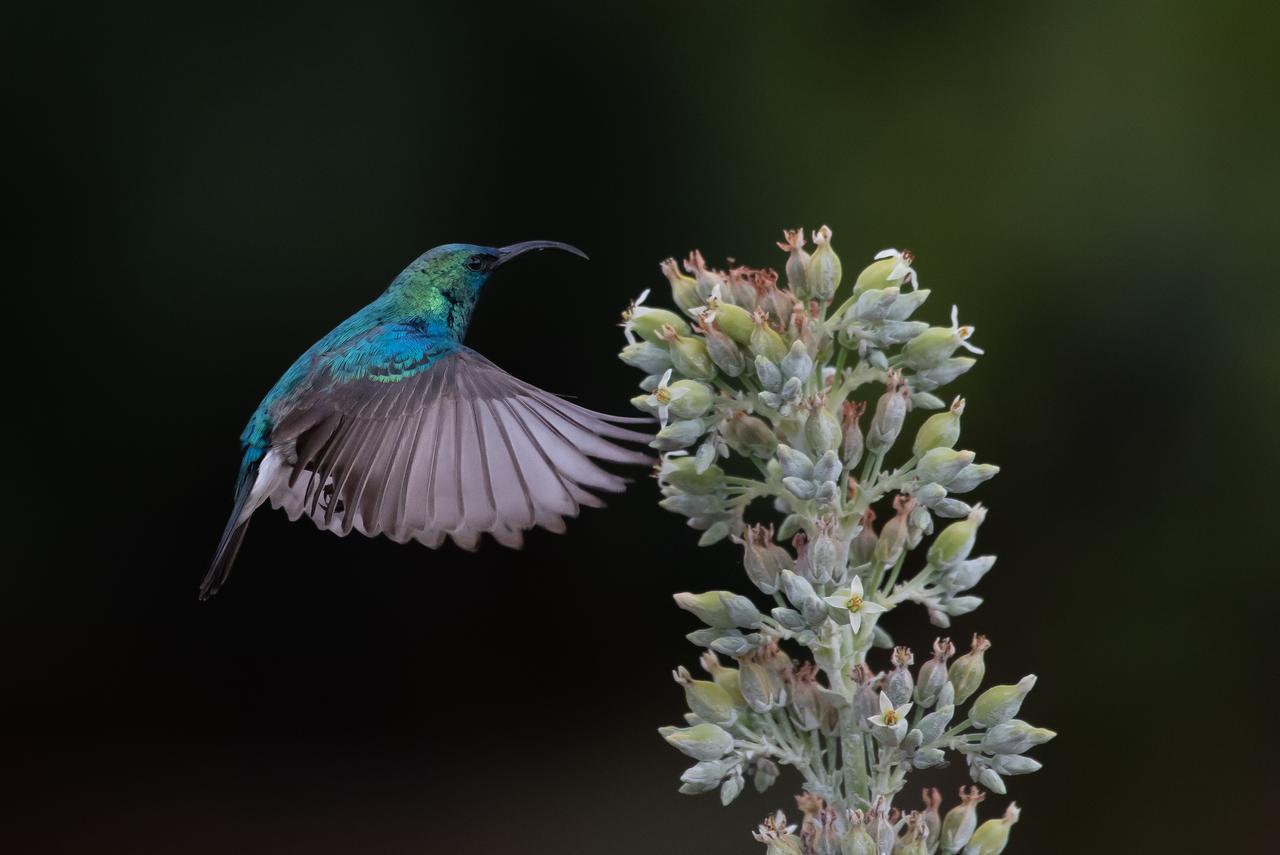 Ku Sungula Safari Lodge Balule Wildreservaat Buitenkant foto