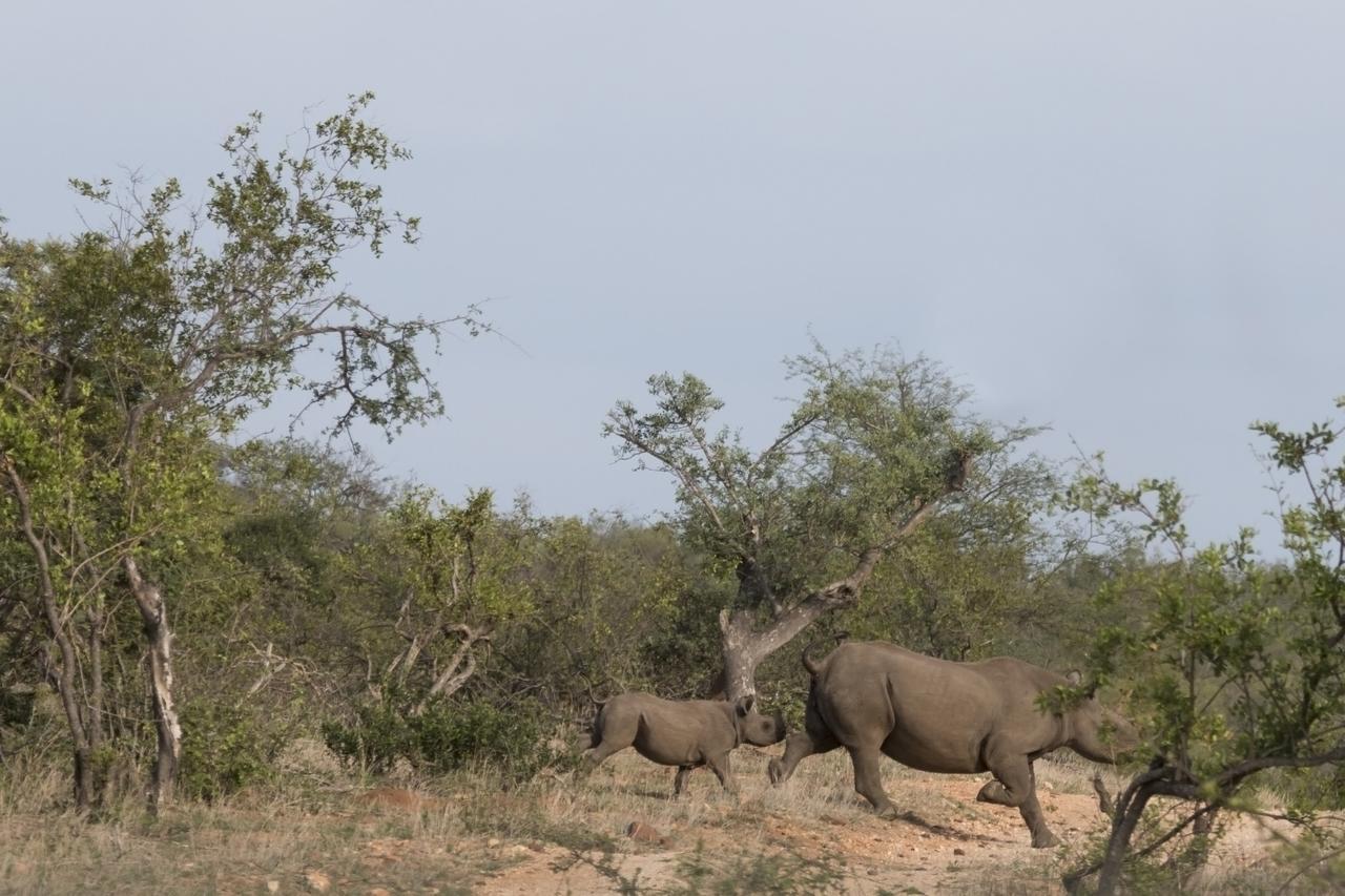 Ku Sungula Safari Lodge Balule Wildreservaat Buitenkant foto