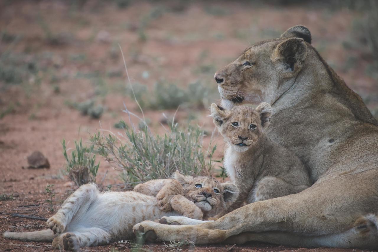 Ku Sungula Safari Lodge Balule Wildreservaat Buitenkant foto