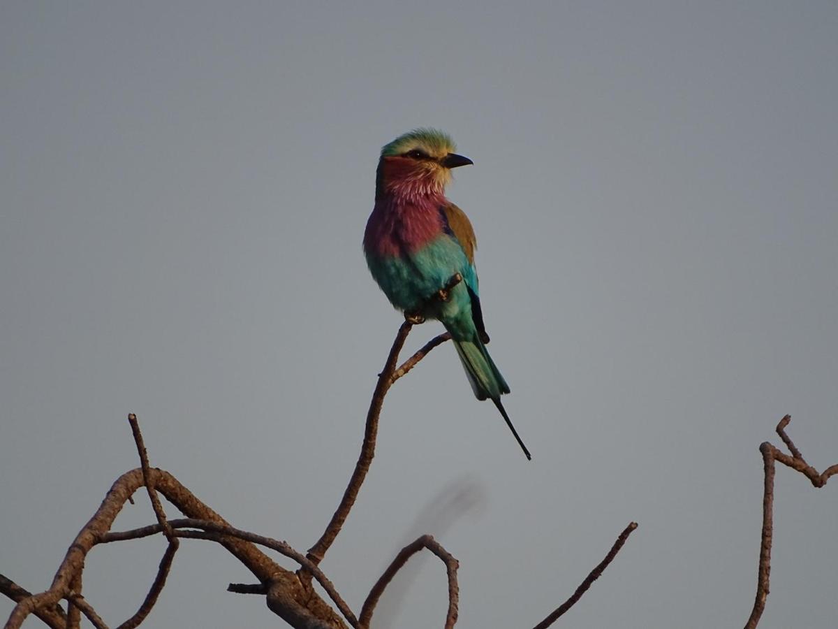 Ku Sungula Safari Lodge Balule Wildreservaat Buitenkant foto