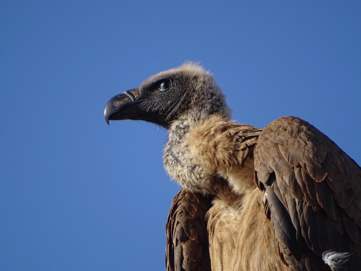 Ku Sungula Safari Lodge Balule Wildreservaat Buitenkant foto