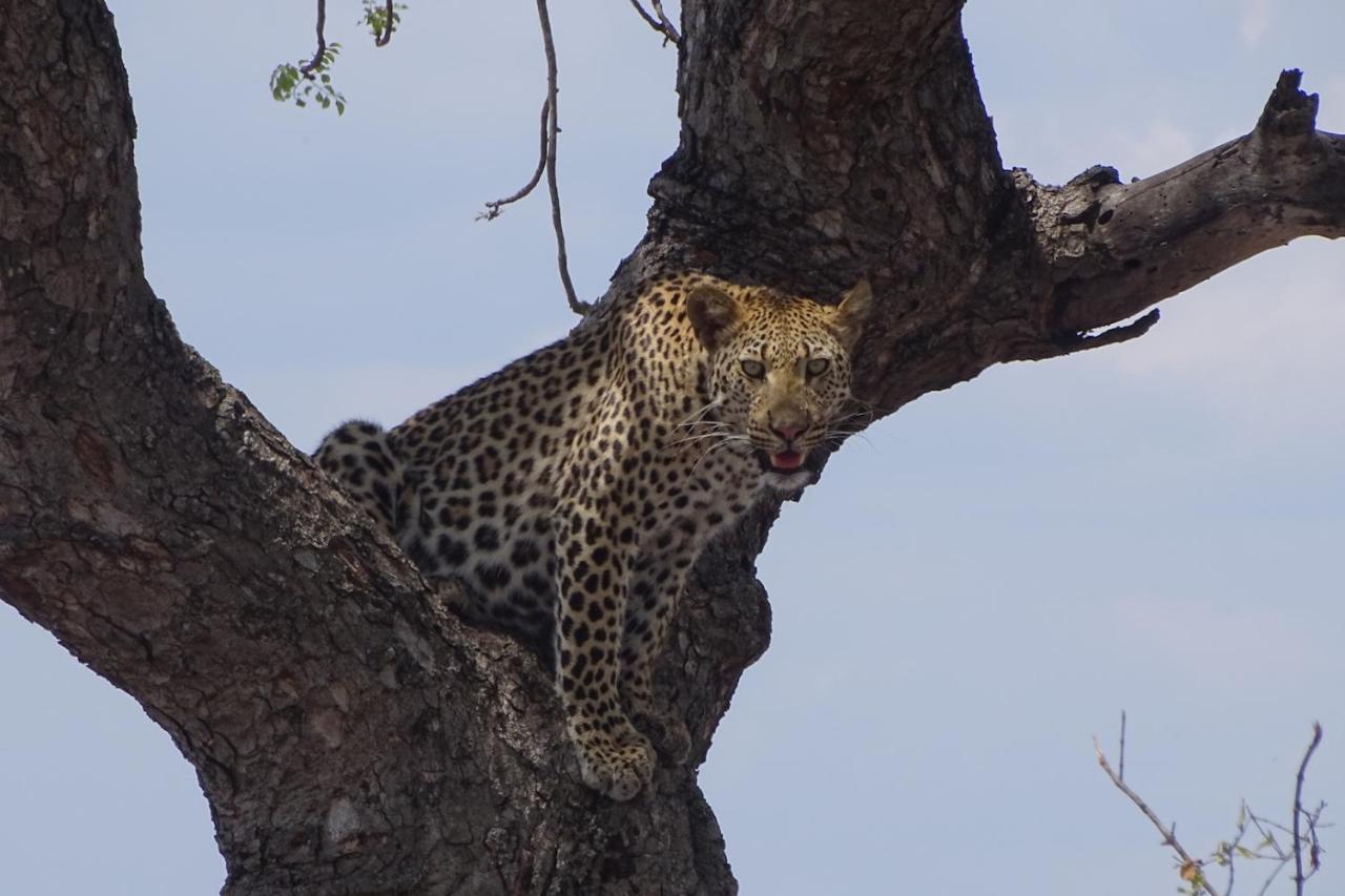 Ku Sungula Safari Lodge Balule Wildreservaat Buitenkant foto