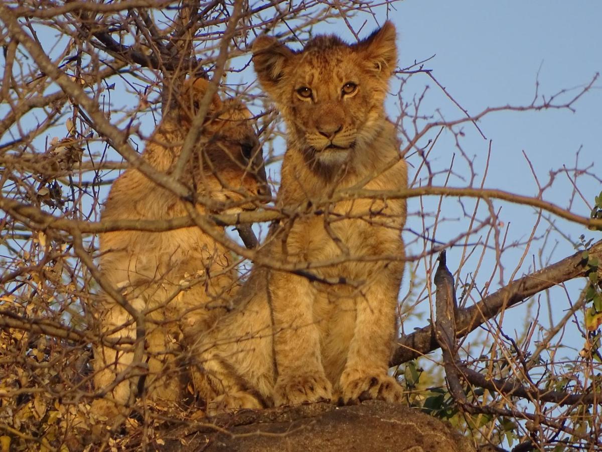 Ku Sungula Safari Lodge Balule Wildreservaat Buitenkant foto