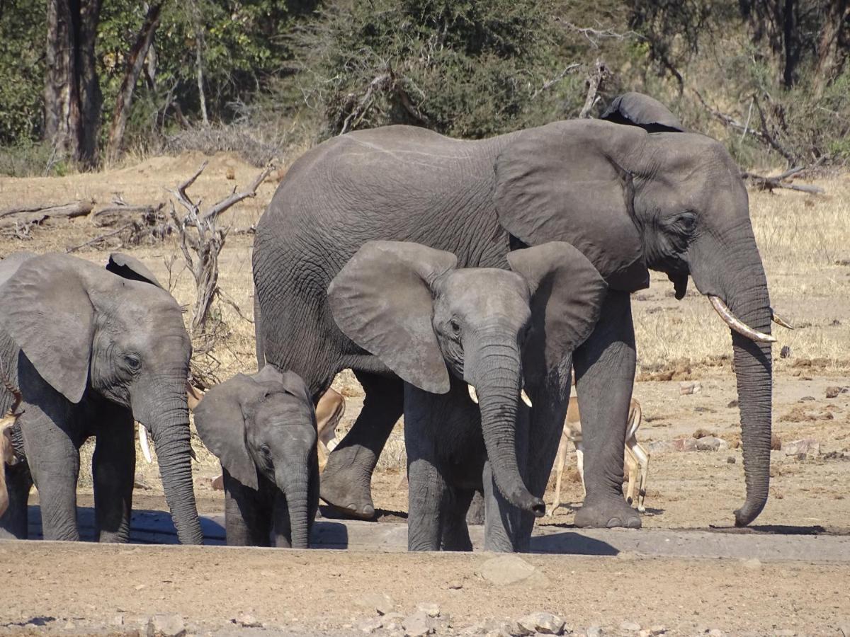 Ku Sungula Safari Lodge Balule Wildreservaat Buitenkant foto