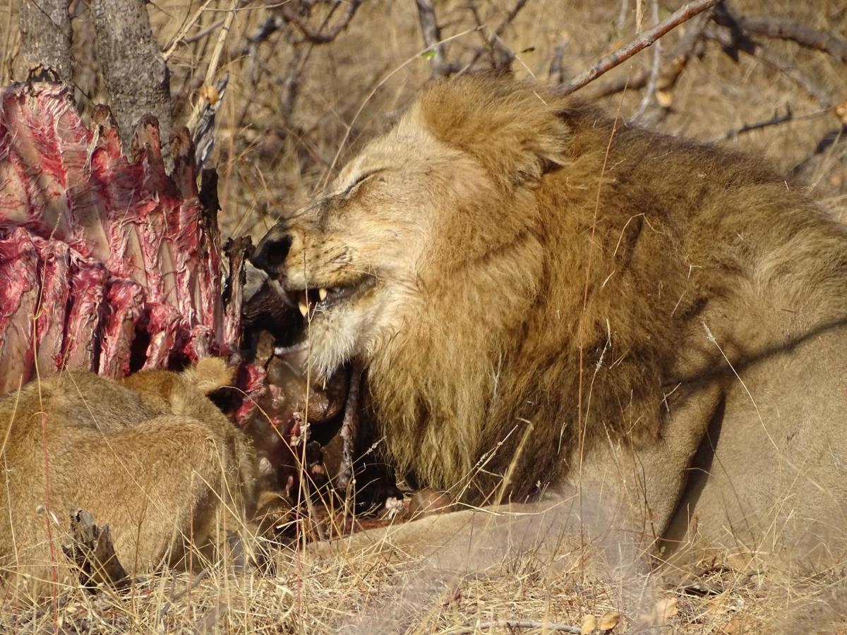 Ku Sungula Safari Lodge Balule Wildreservaat Buitenkant foto